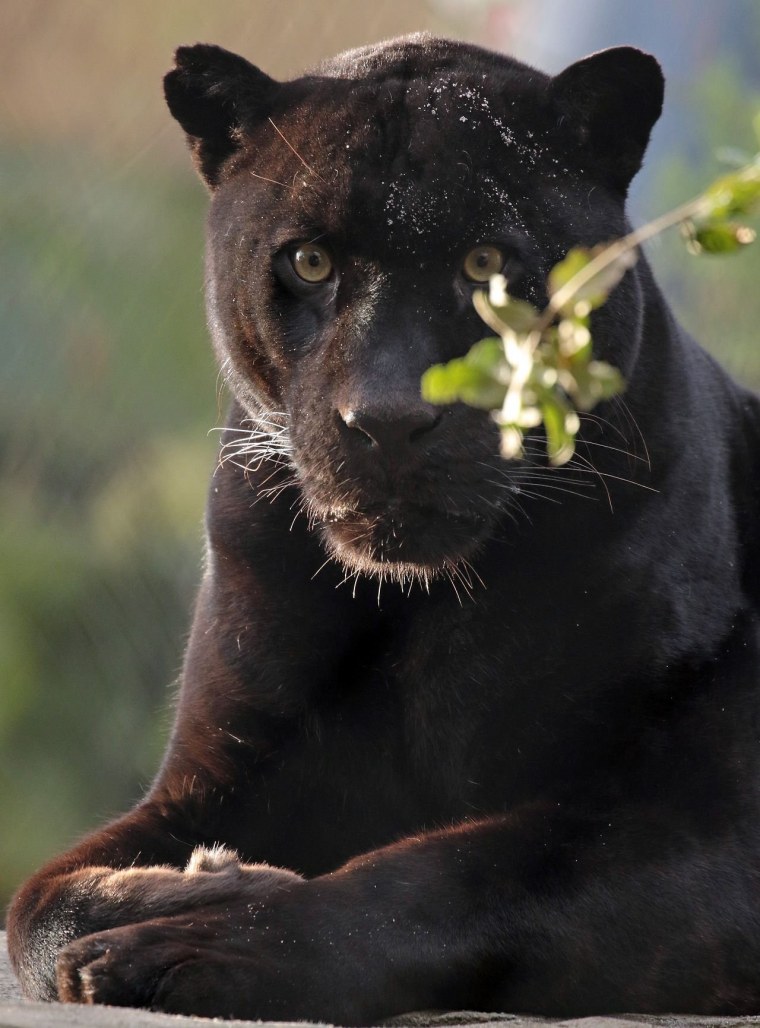 Черная пантера