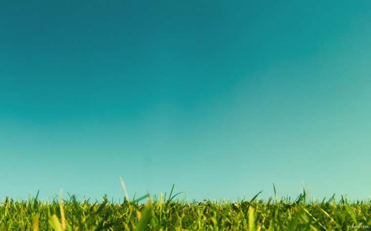 Зеленое поле