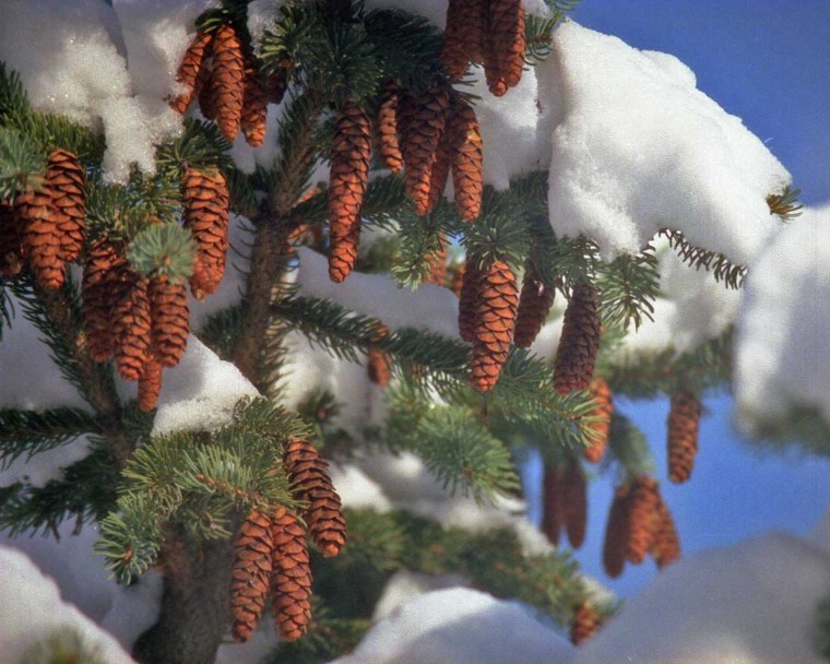 Шишки в снегу