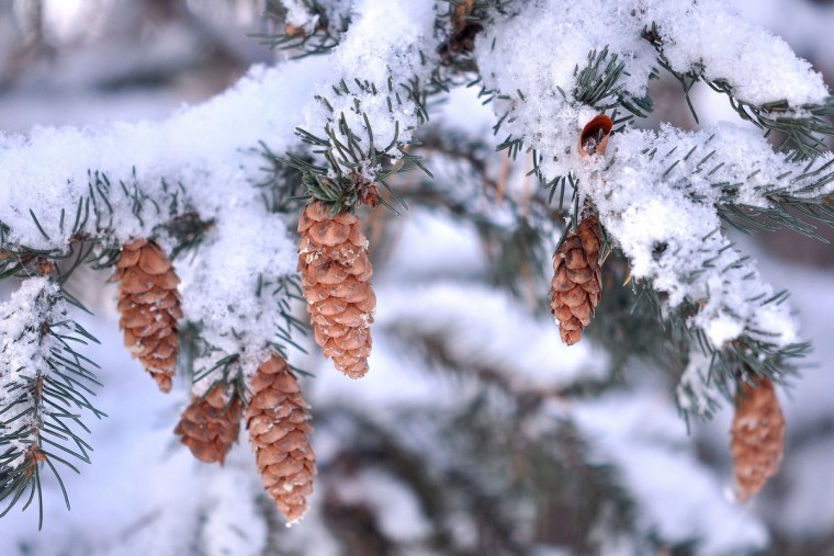 Ветки зимой