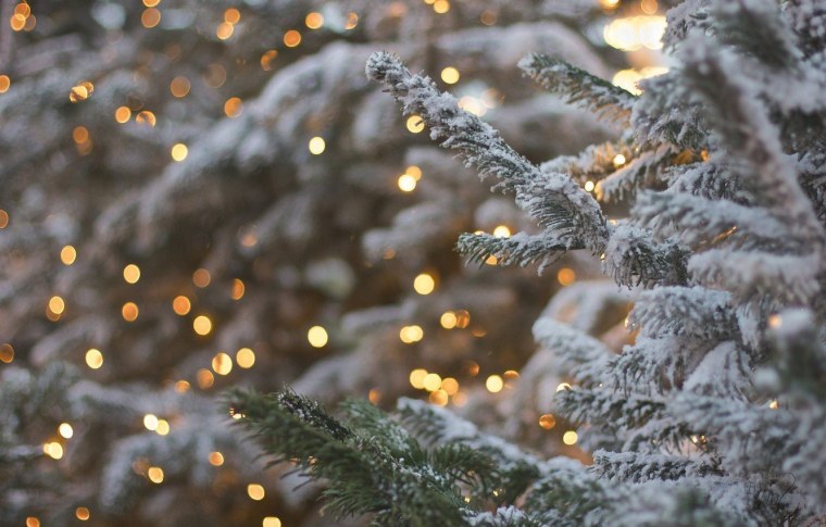 Ель в снегу