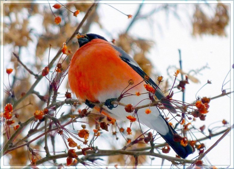 Февраль картинки