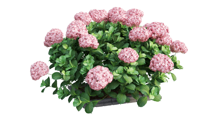 Гортензия Тиклед Пинк