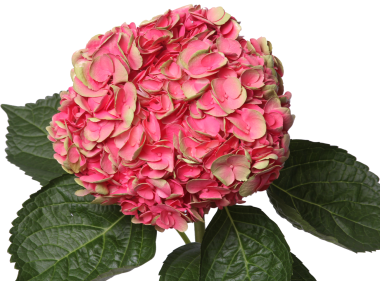 Гортензия floribunda