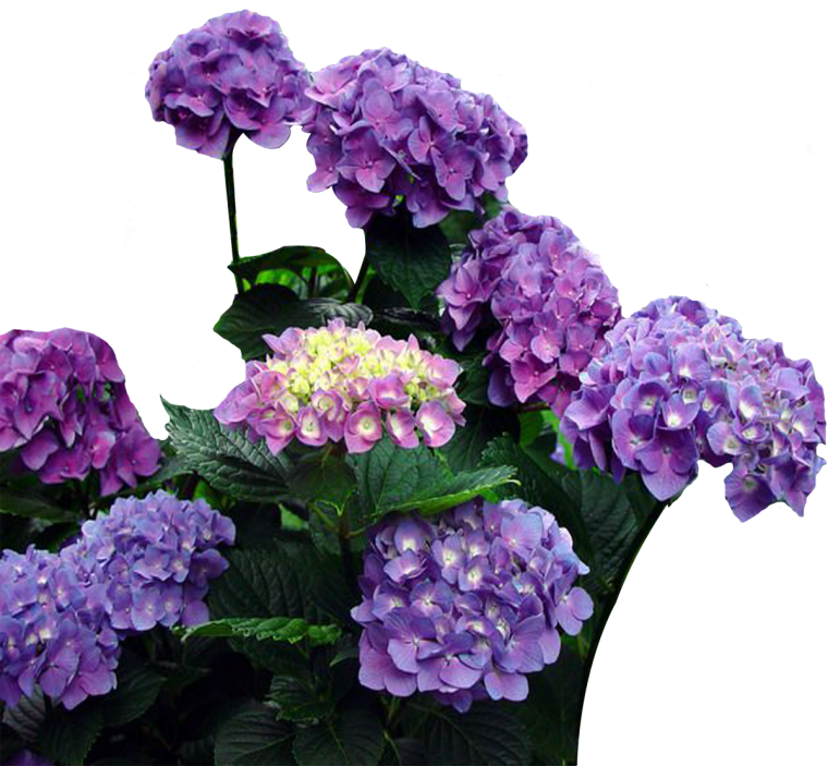 Гортензия фиолетовая