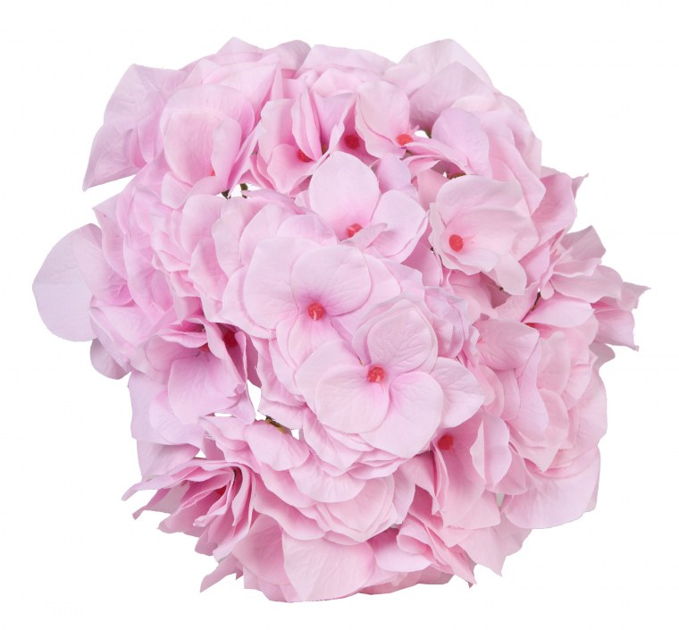 Розовые гортензии