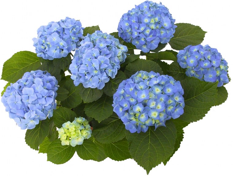 Куст гортензии вектор
