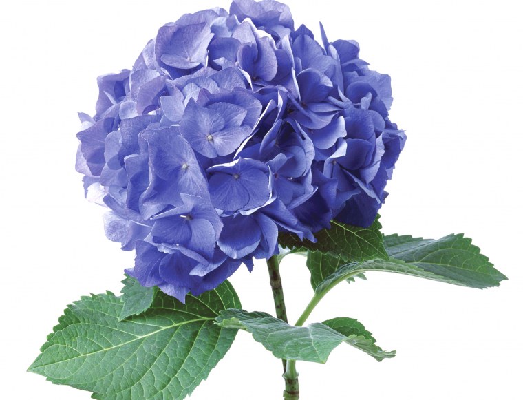 Гортензия гидрангея синяя