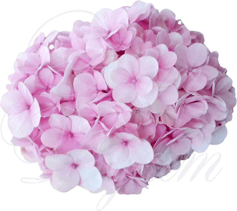 Гортензия бело розовая