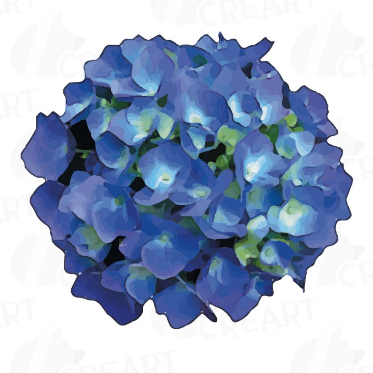 Гортензия розовая клипарт