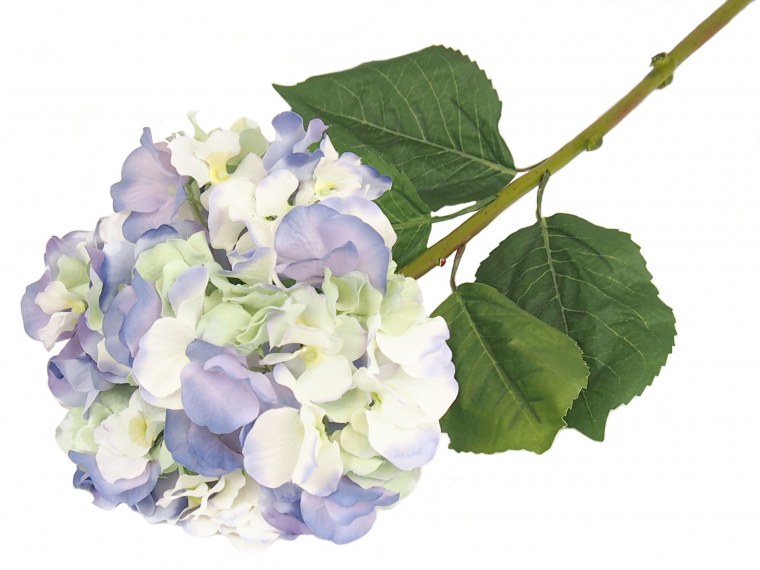 Гортензия синяя