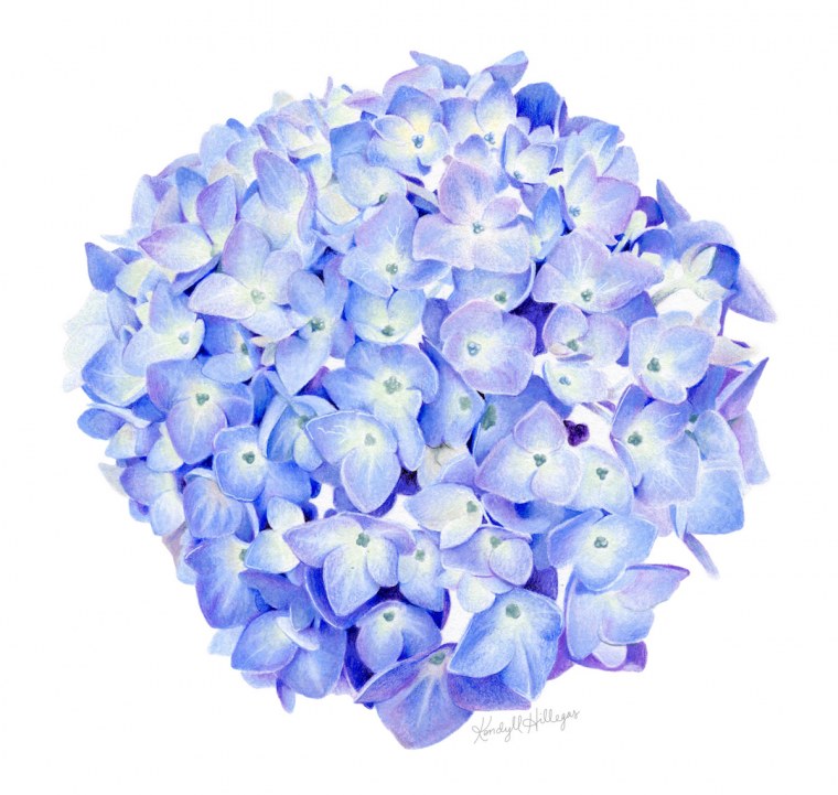 Бирюзовый цветок гортензии на прозрачном фоне