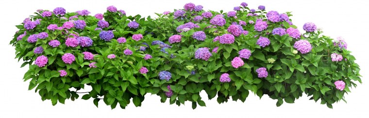 Гортензия куст сверху
