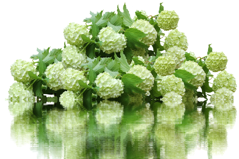 Гортензия метельчатая 3д