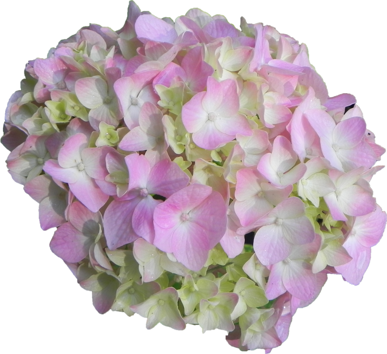 Гортензия Тиффани Пинк
