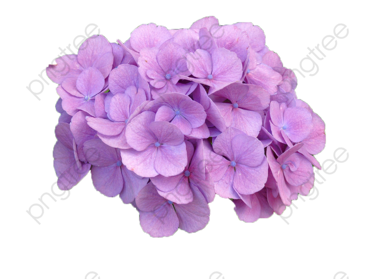 Гортензия дуболистная