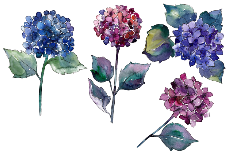 Гортензия акварель