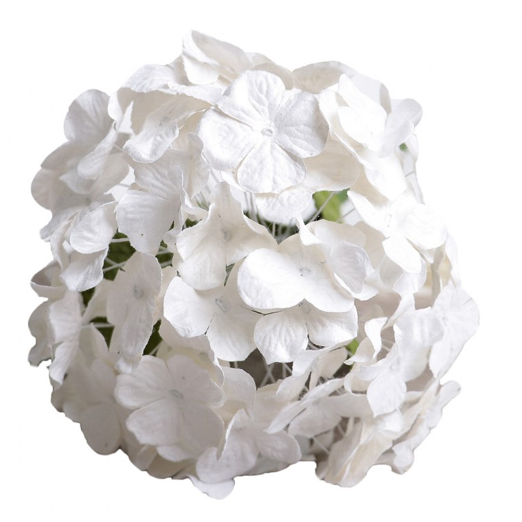 Гортензия белая