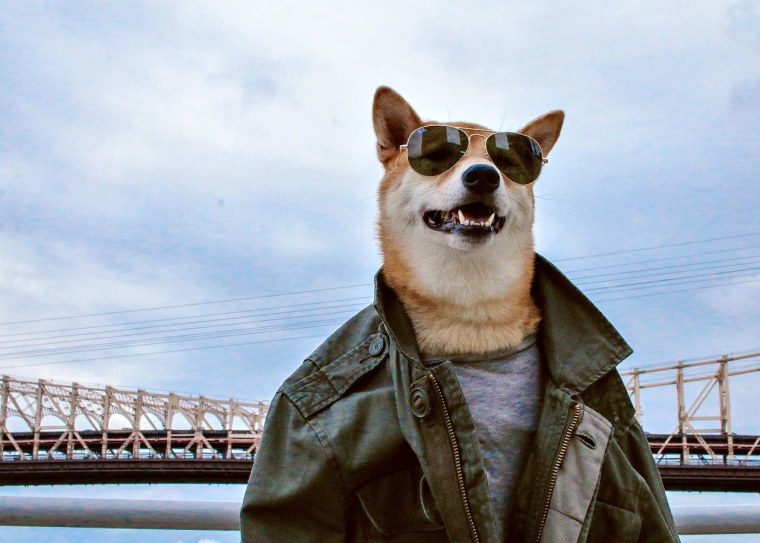 Крутые животные