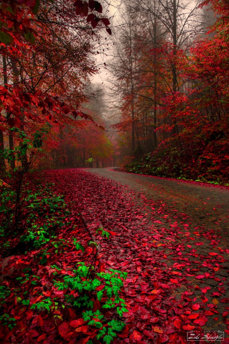 Багряный лес