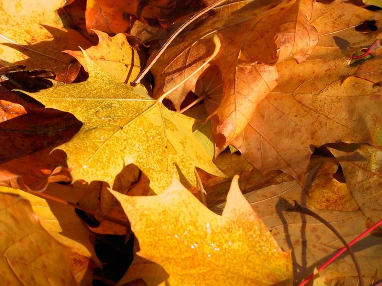 Аватарки для ватсапа осенние