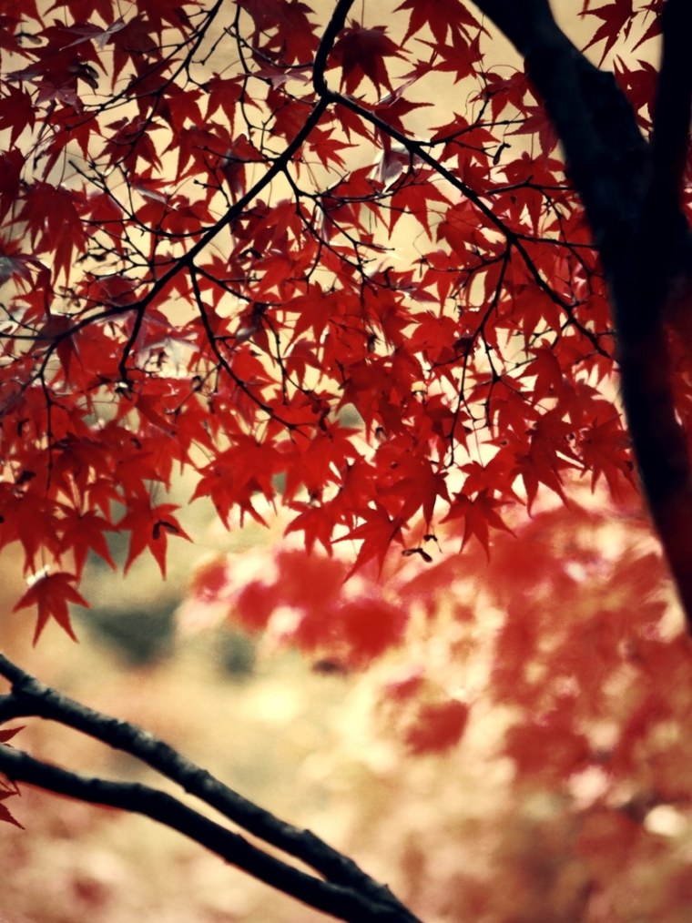 Осень Эстетика девушка