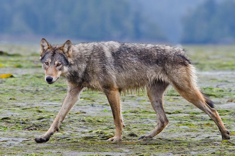 Мексиканский Лобо