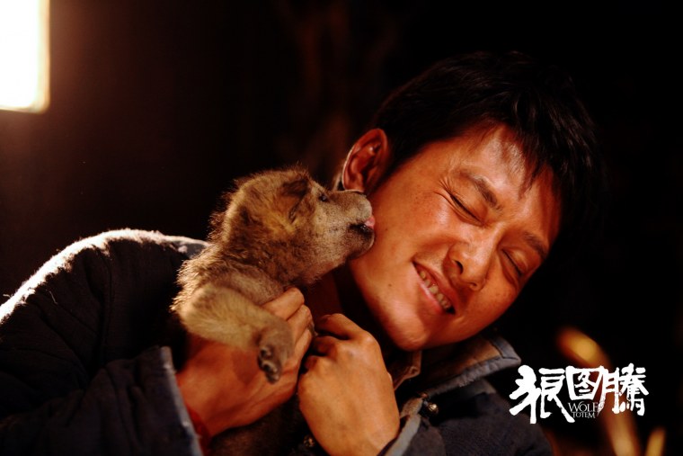 Тундровый волк