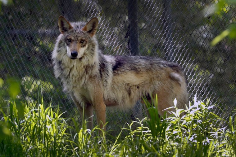 Макензенский волк