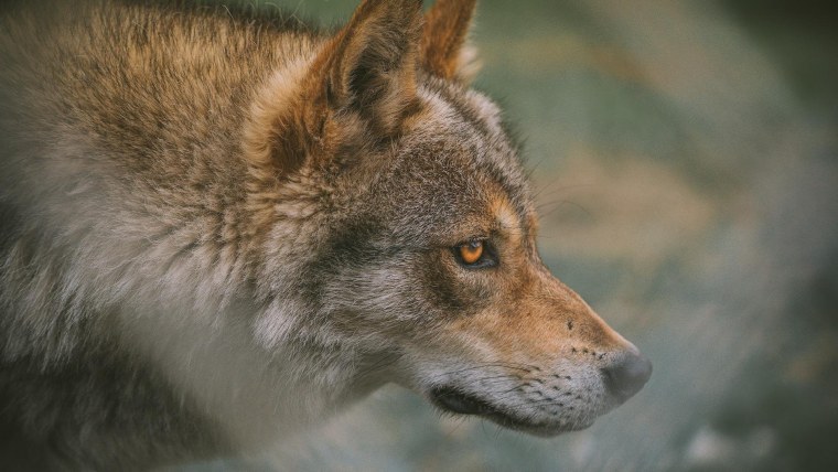 Серый волк Канис Люпус
