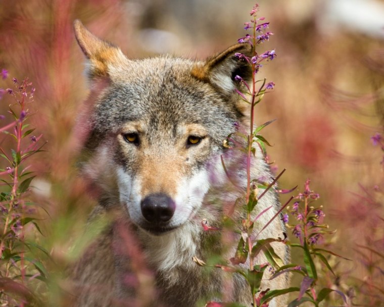Мосбахский волк