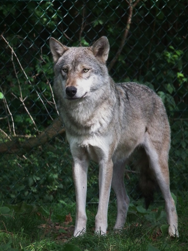 Canis Lupus Campestris