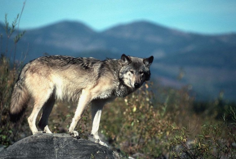 Волк обыкновенный