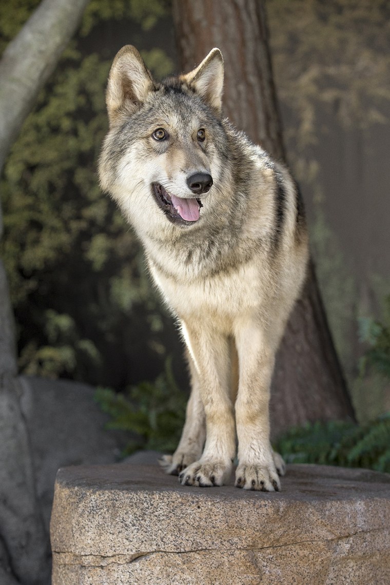 Стая Волков