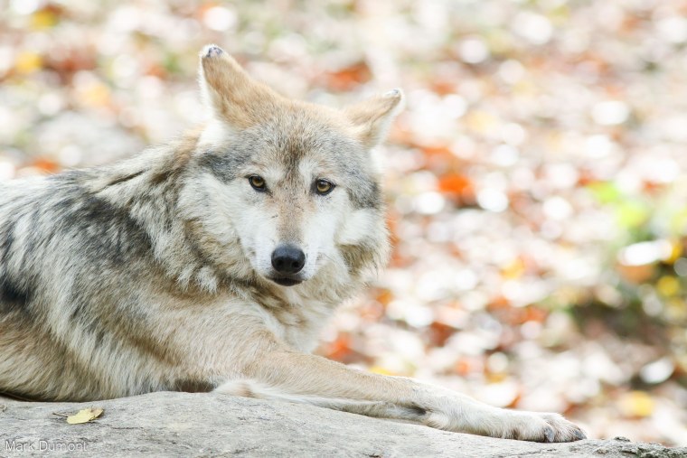 Canis Lupus Vulpes
