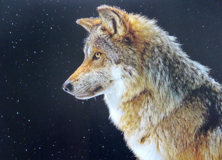 Фото волка на аватарку красивая