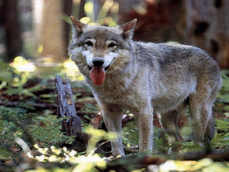 Флоридский волк серый