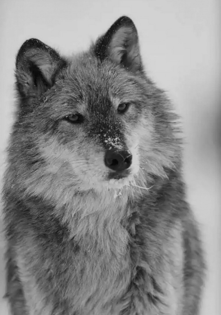 Тундряной волк