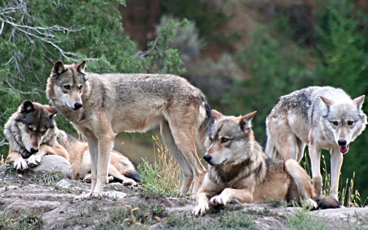 Моголлонский волк