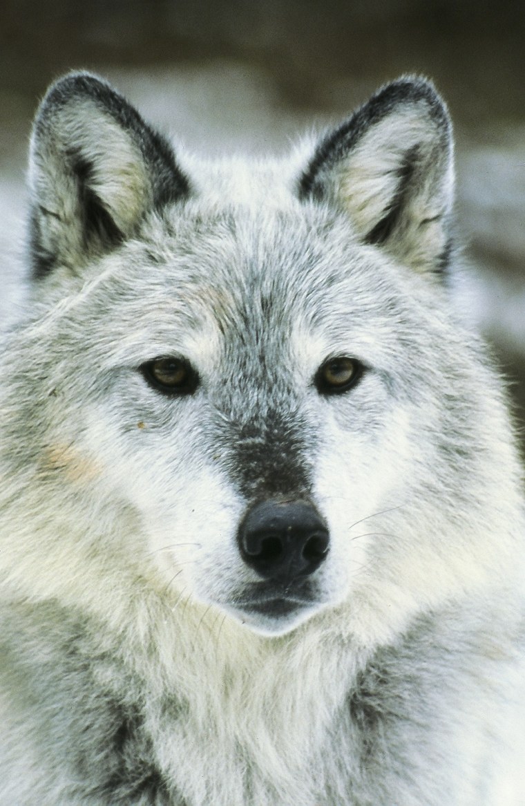 Мегафауны волк