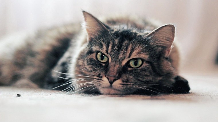 Кот на заставку