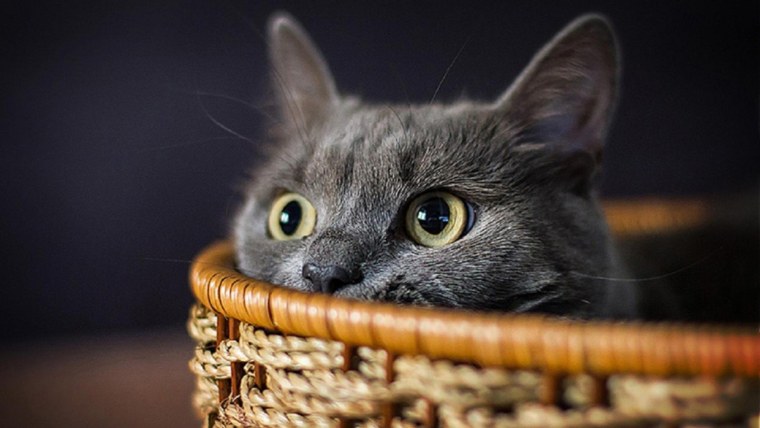 Картинки котиков