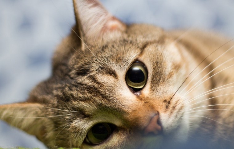 Кошки на рабочий стол