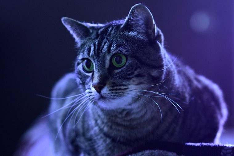 Красивые коты