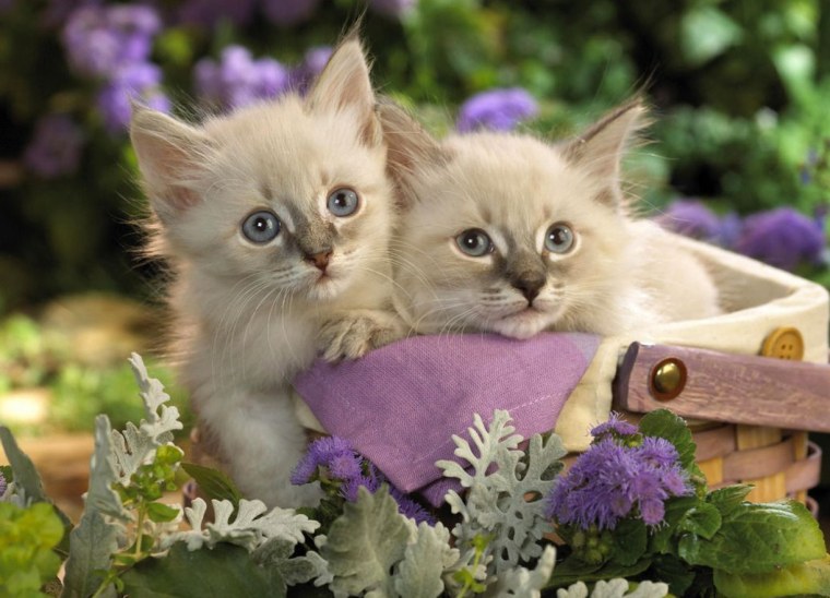 Картинки на рабочий стол красивые котята