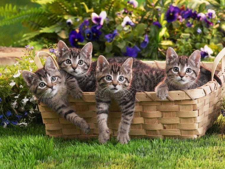 Котята в корзинке