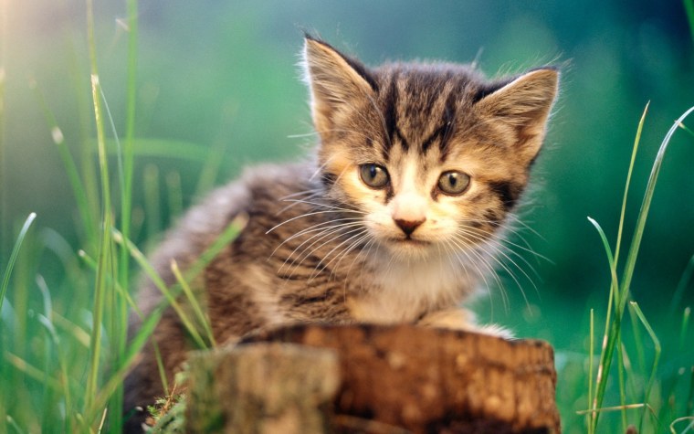 Животные кошки