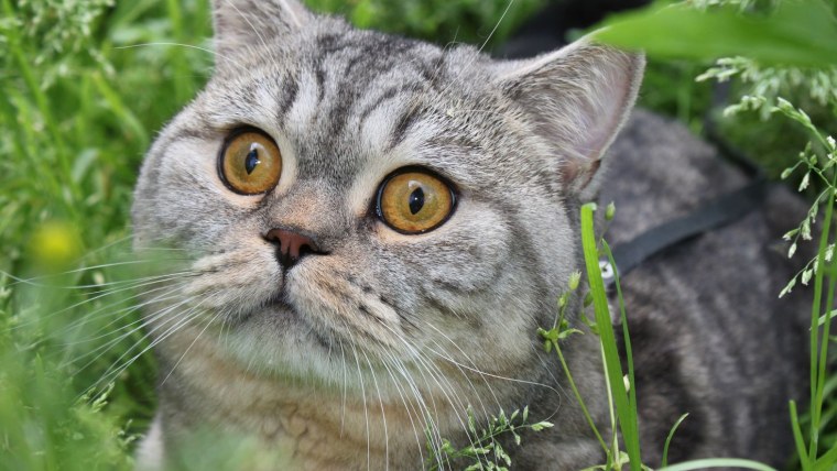 Скоттиш-страйт Шотландская прямоухая