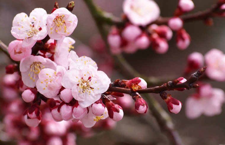 Сакура плодоносит