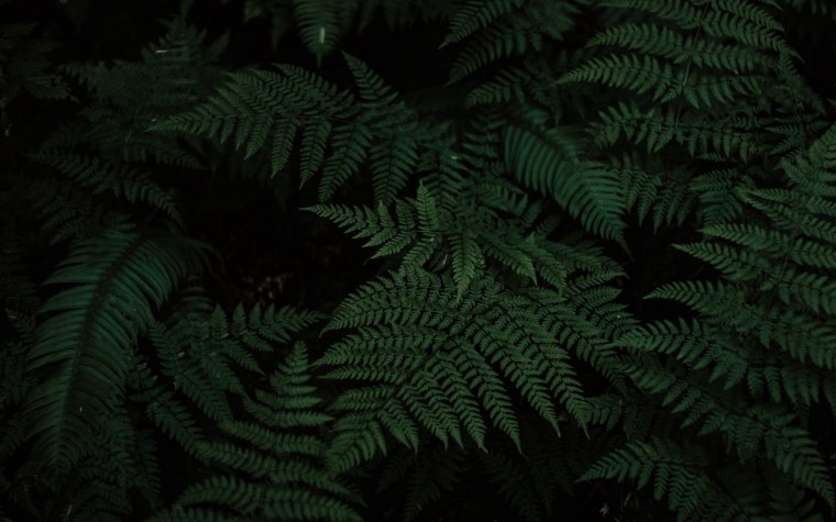 Green Hell папоротник